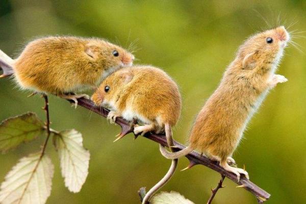 火烧眉毛打一个准确动物