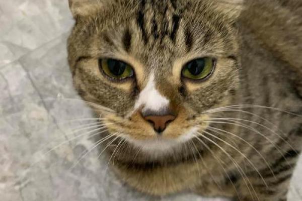 火烧眉毛打一个准确动物