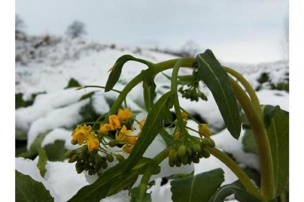 风云突变打一生肖 风云突变打一准确动物