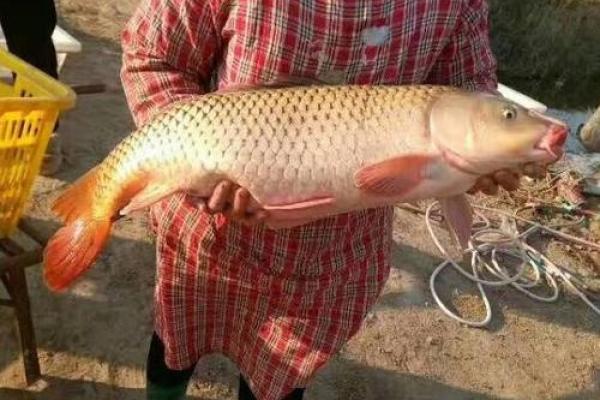 川流不息打一生肖 川流不息打一生肖