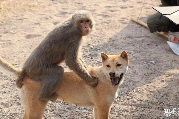 骑者善坠打一正确生肖 骑者善坠打一正确生肖