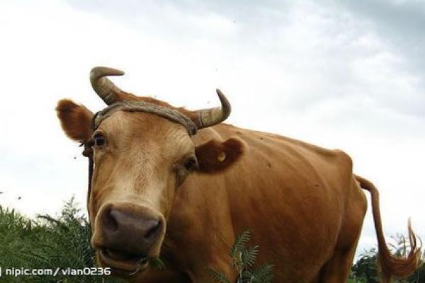 包公出巡打贵妃猜一生肖