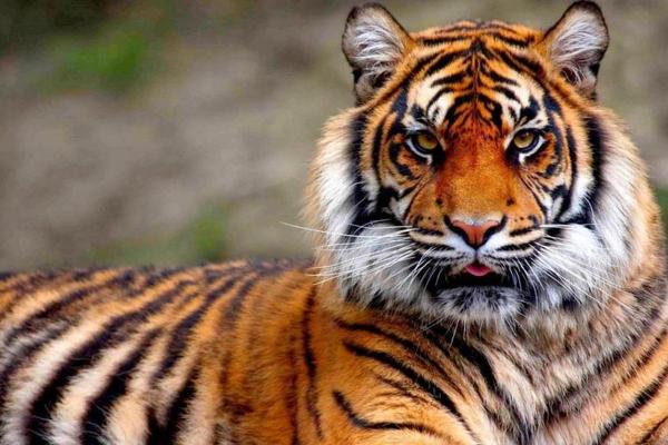 凶相毕露的动物