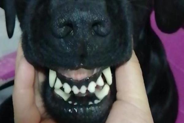 凶相毕露的动物