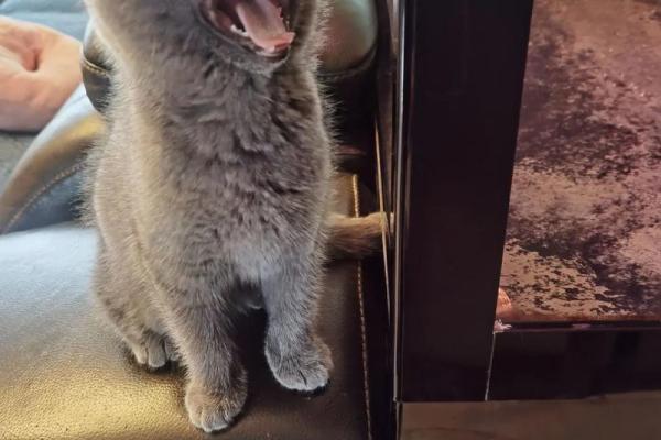 一无所有打一动物