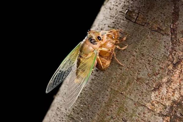 金蝉脱壳打一最佳动物 金蝉脱壳一打一准确生肖 金蝉脱壳打一最佳动物 金蝉脱壳一打一准确生肖