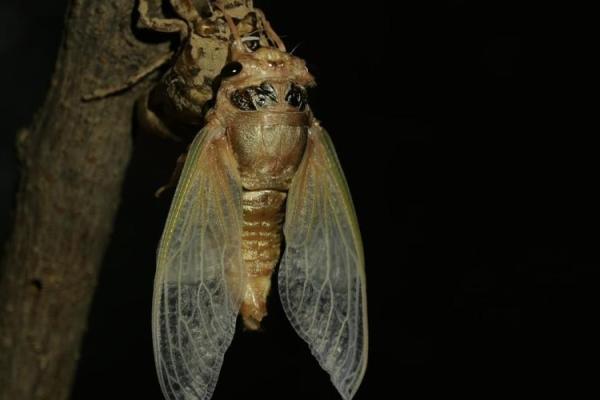 金蝉脱壳打一最佳动物 金蝉脱壳一打一准确生肖 金蝉脱壳打一最佳动物 金蝉脱壳一打一准确生肖