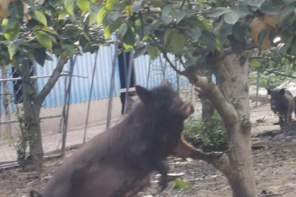 母猪上树打一个生肖 母猪上树打一生肖最佳答案是什么