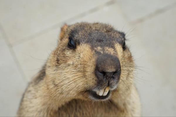 恶贯满盈是什么生肖