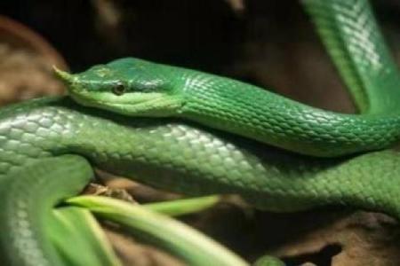 两座石峰肩并肩是什么生肖