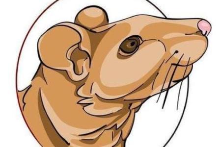 做贼心虚指什么生肖