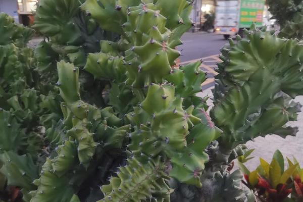 落花流水指什么生肖 落花流水是无意打一正确生肖