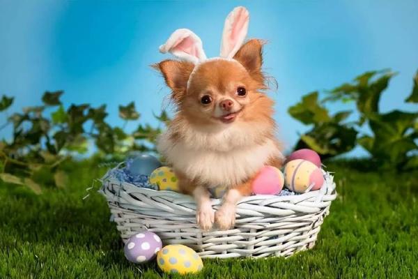 2026年1月生肖狗装修后保洁吉日：开荒保洁与吉日