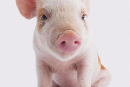 2025年11月17日危日生肖猪双鱼座得把眼睛擦亮了清单：高风险事项规避