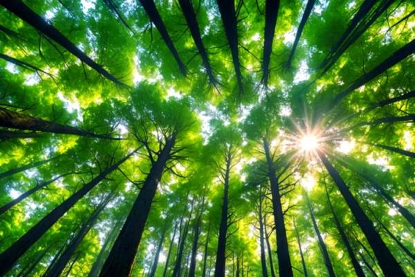 2026年1月祈福森林浴与吉日：自然疗愈生态祈福