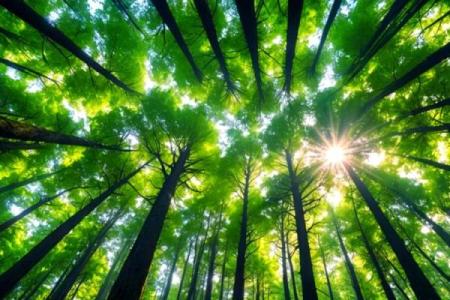 2026年1月祈福森林浴与吉日：自然疗愈生态祈福