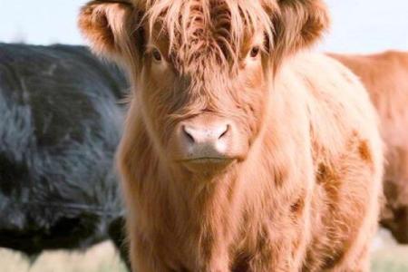 2026年属牛人每月运势预测：事业转折点