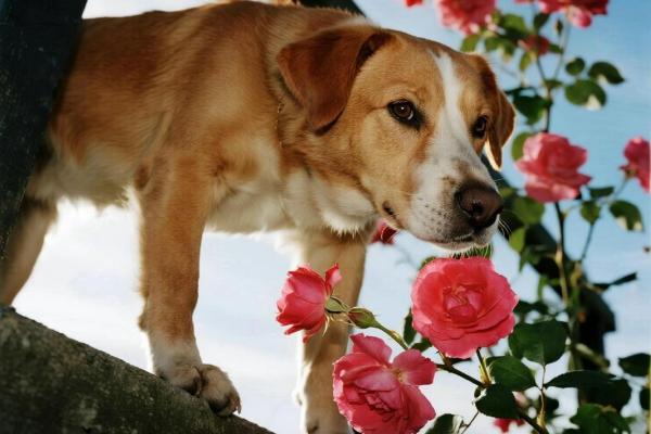 2026年属狗人幸运求婚日：最佳时机