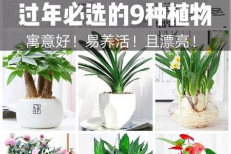 2026年太岁方位植物：挡煞招财绿植推荐