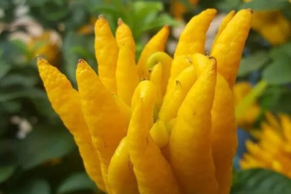 2026年旺财内衣指南：穿这个财运更旺