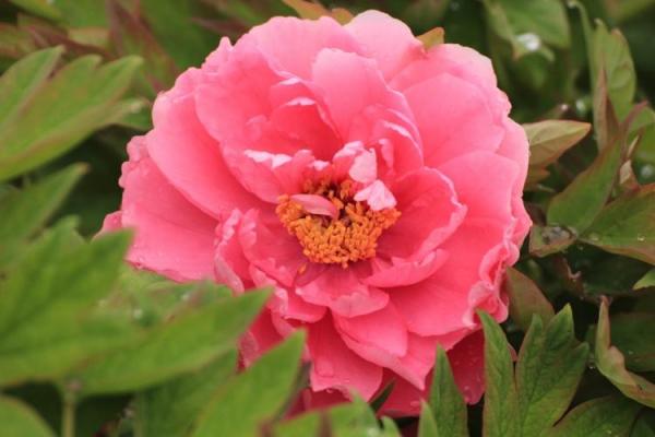 马年财运提升 herb：烧这个草药财运旺