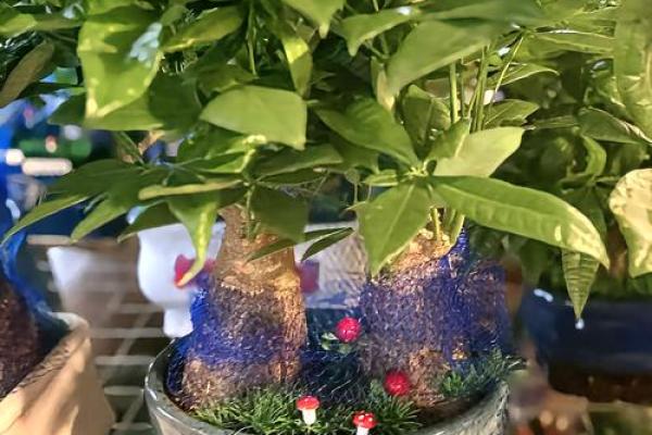 2026年招财植物摆放：养这些植物财源广进
