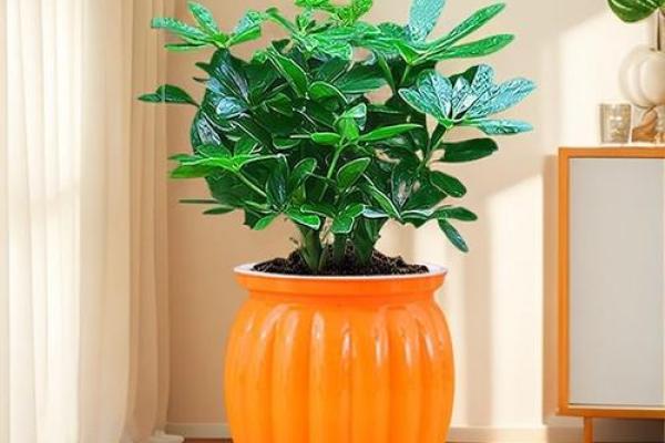 2026年招财植物：养这些财运更旺