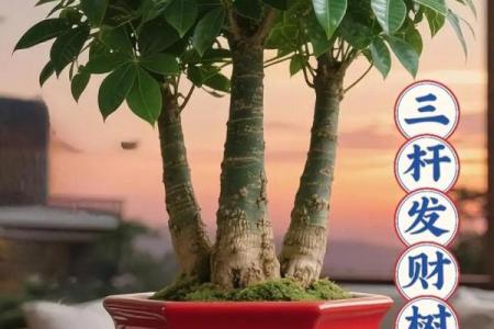 2026年招财植物摆放：养这些植物财源广进