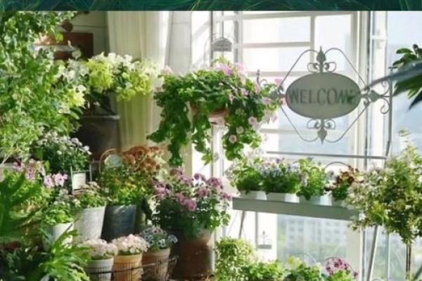 2026年阳台纳气：植物选择