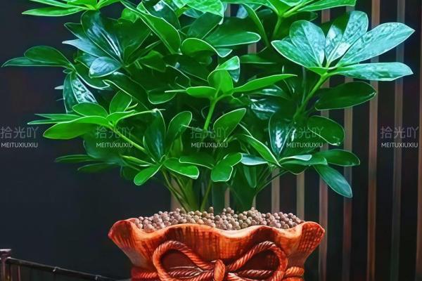 新年招财风水梯:摆这个梯步步高升 新年招财风水梯:摆这个梯步步高升