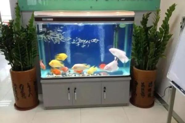 2026年搞鱼缸指南:养这些鱼财路畅通 2026年搞鱼缸指南:养这些鱼财路畅通