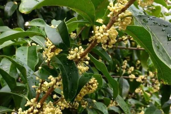 香风十里珠帘卷是什么生肖 香风十里珠帘卷打一生肖