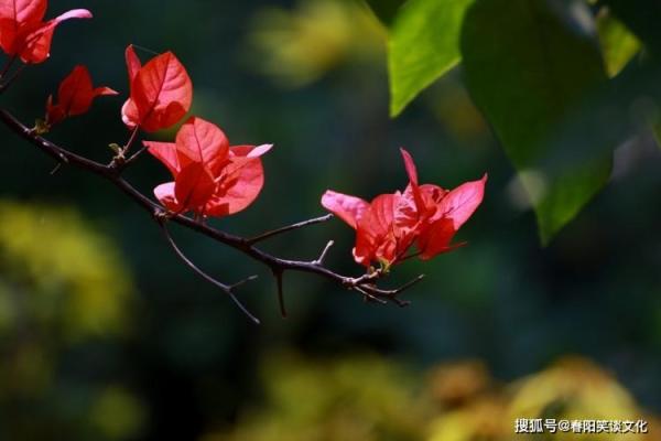 2026年旺桃花拖鞋指南：穿这个姻缘更旺