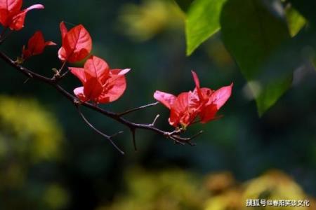 2026年旺桃花拖鞋指南：穿这个姻缘更旺