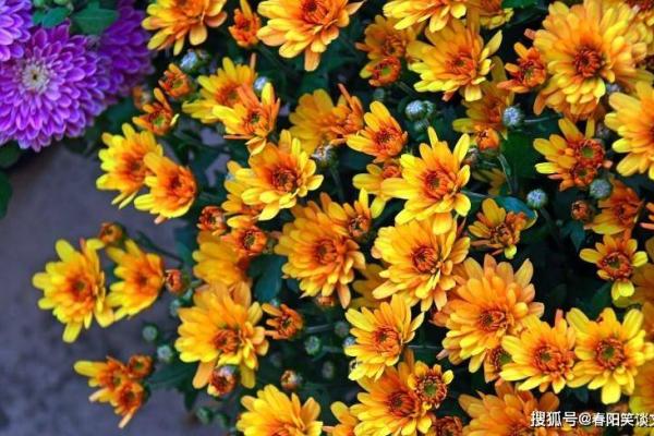 街坊邻居是什么生肖 街坊邻居生肖查询方法 街坊邻居是什么生肖 街坊邻居生肖查询方法