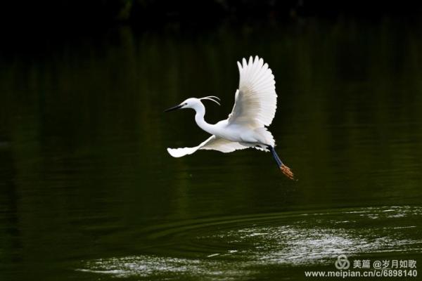 “雁过留声”打一生肖是什么 雁过留声指什么生肖