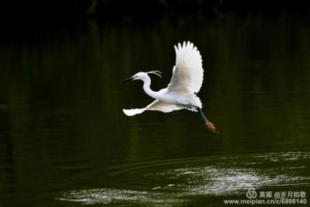 “雁过留声”打一生肖是什么 雁过留声指什么生肖
