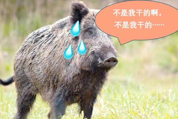 “众矢之的”打一准确动物生肖 众矢之的指什么生肖动物