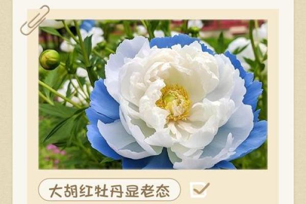 二前惆怅十牡丹打一准确生肖 二前惆怅十牡丹谜底生肖