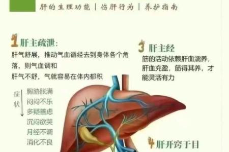 八字看2026年健康养生：调理方案！