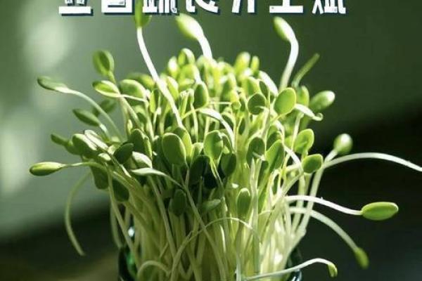 立春节气的特点和风俗 立春养生应该吃什么食物