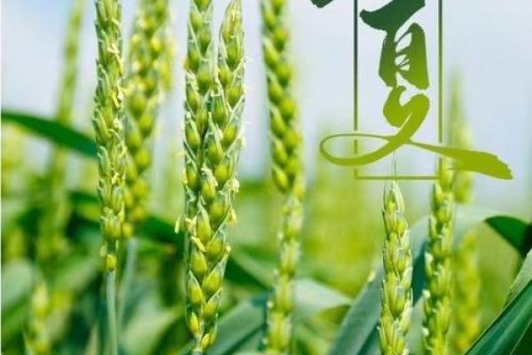 立春过后是立夏 立春后多久到立夏 立春过后是立夏 立春后多久到立夏