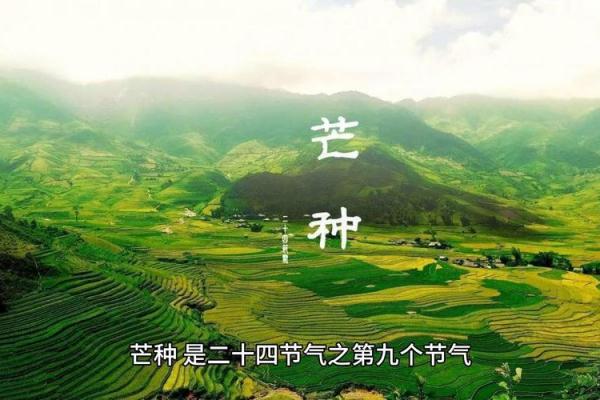 芒种是几月几日2024 芒种节气是哪一天2024