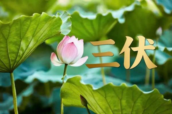 中伏是几月几号2022年 中伏时间2022年查询