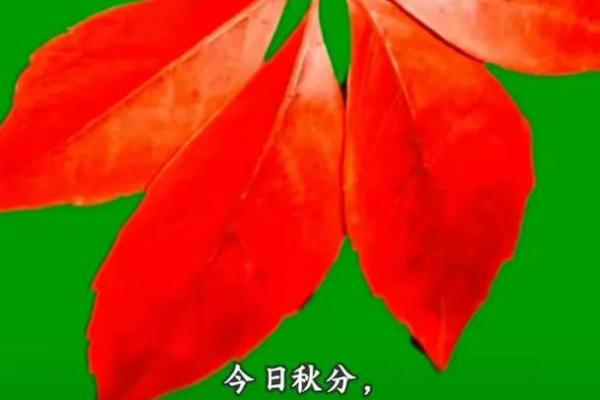 秋分是2022的几月几日 秋分节气2022年时间表