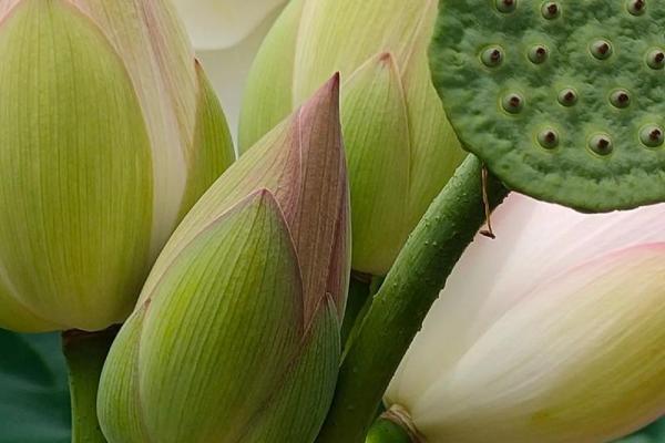 2018年什么时候立秋 2018年立秋是几月几号