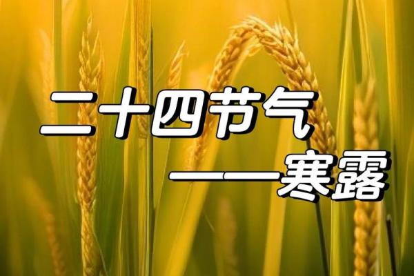 寒露是几月几号2024年 寒露节气2024年时间表 寒露是几月几号2024年 寒露节气2024年时间表