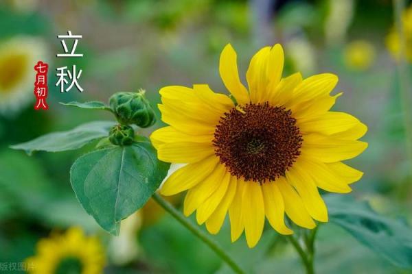 2023年立秋早还是晚 今年立秋是早立秋还是晚立秋