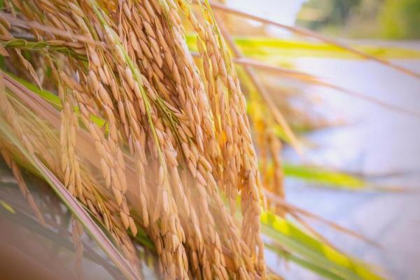 2023年立秋是公老虎还是母老虎 今年立秋是公老虎吗