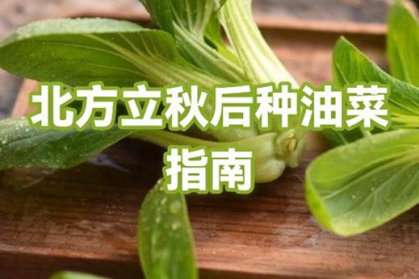 北方立秋吃什么 北方立秋节气食谱大全